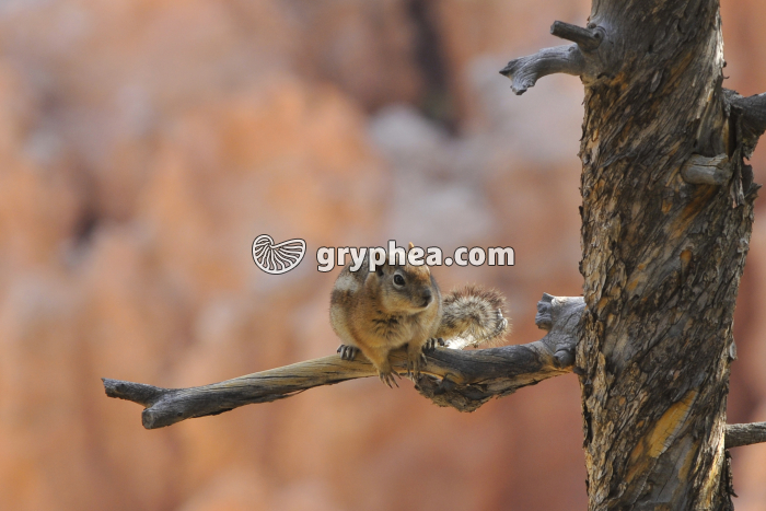 Ecureuil (Bryce Canyon NP, Utah, USA) - gryphea.com